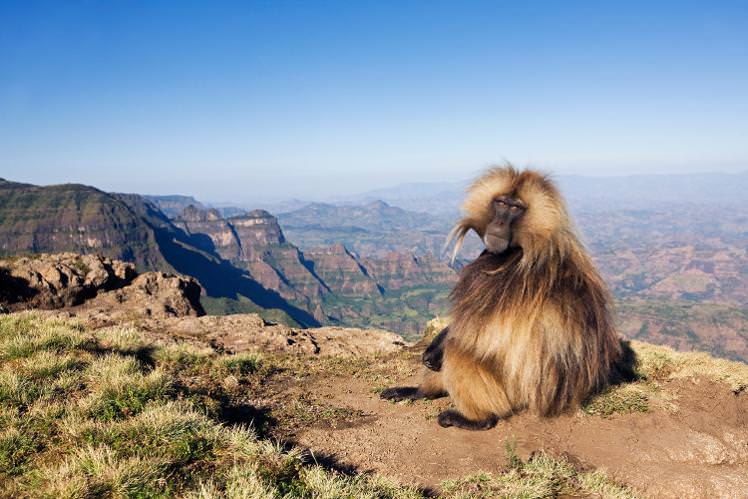 forget-the-big-five-visit-ethiopias-wonderful-wildlife-instead-lonely-planet-14192520064k8gn