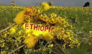 Yellow adey abeba flowers across a green highland field